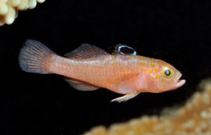 Trimma that is likely a new species