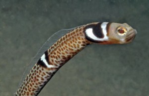 Heteroconger cobra