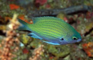 Chromis that is likely a new species