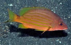 Lutjanus dodecacanthoides