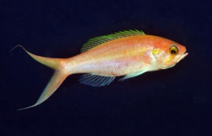 Symphasandon katayamai