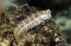 Salarias alboguttatus