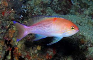 Pseudanthias charlenae